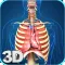 My Respiratory System Anatomy